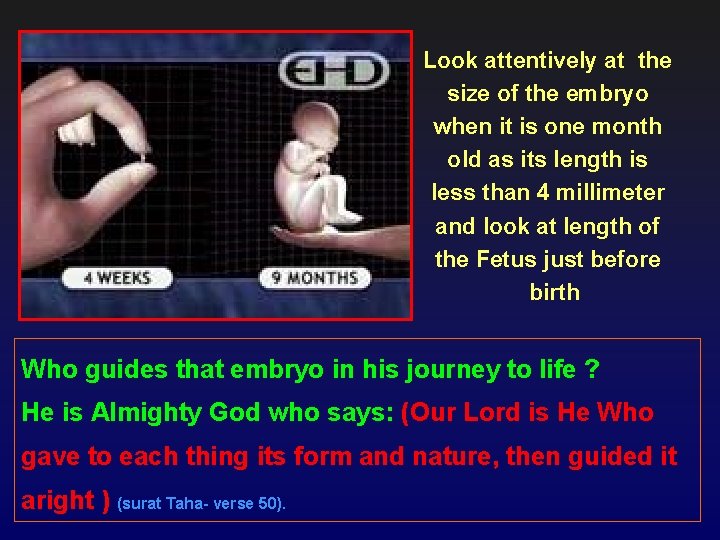 Look attentively at the size of the embryo when it is one month old
