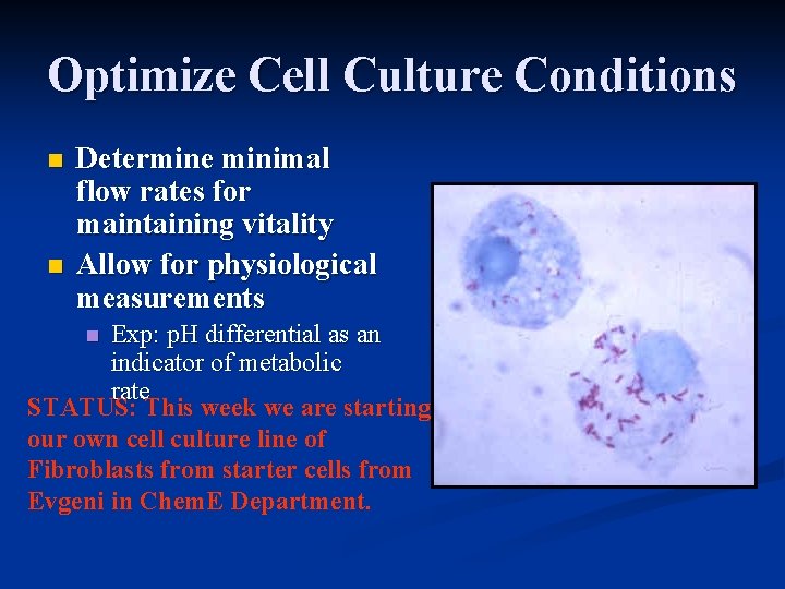 Optimize Cell Culture Conditions n n Determine minimal flow rates for maintaining vitality Allow