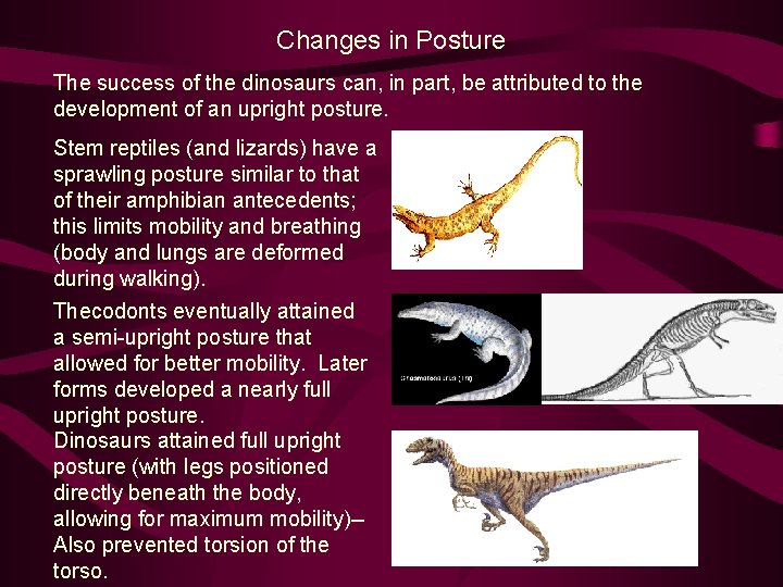 Changes in Posture The success of the dinosaurs can, in part, be attributed to