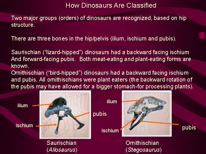 How Dinosaurs Are Classified Two major groups (orders) of dinosaurs are recognized, based on