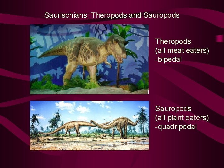 Saurischians: Theropods and Sauropods Theropods (all meat eaters) -bipedal Sauropods (all plant eaters) -quadripedal
