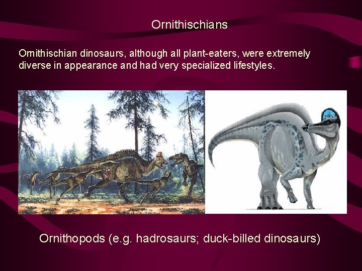 Ornithischians Ornithischian dinosaurs, although all plant-eaters, were extremely diverse in appearance and had very