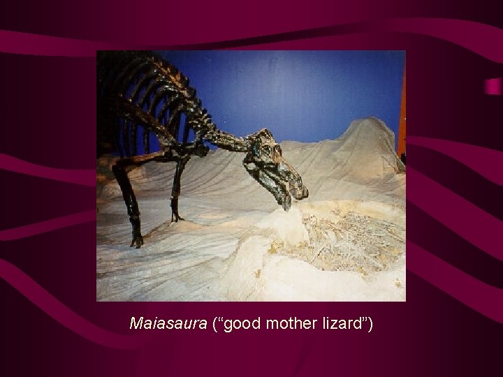 Maiasaura (“good mother lizard”) 