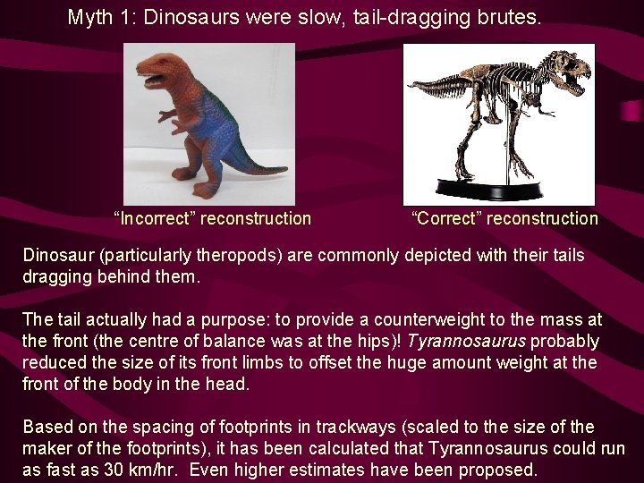 Myth 1: Dinosaurs were slow, tail-dragging brutes. “Incorrect” reconstruction “Correct” reconstruction Dinosaur (particularly theropods)