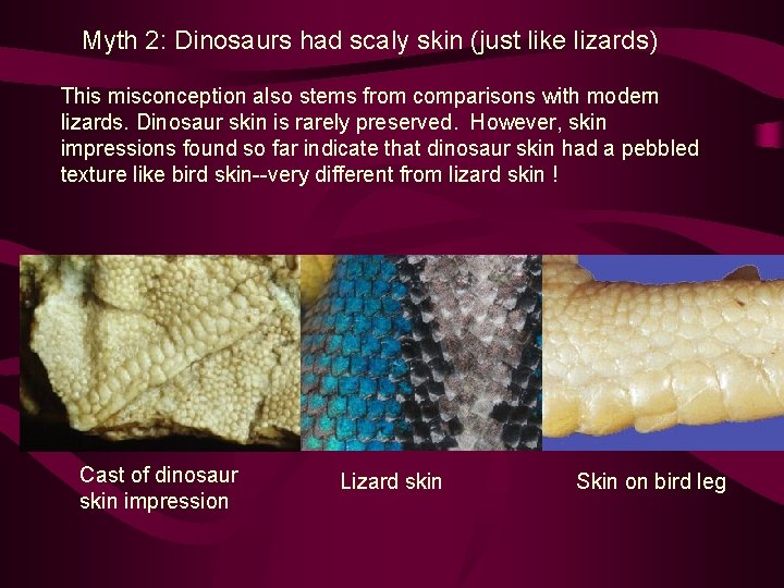Myth 2: Dinosaurs had scaly skin (just like lizards) This misconception also stems from