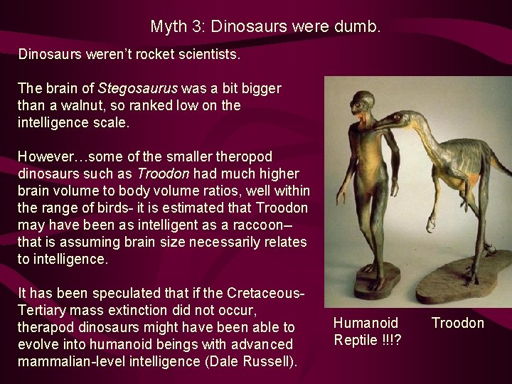 Myth 3: Dinosaurs were dumb. Dinosaurs weren’t rocket scientists. The brain of Stegosaurus was