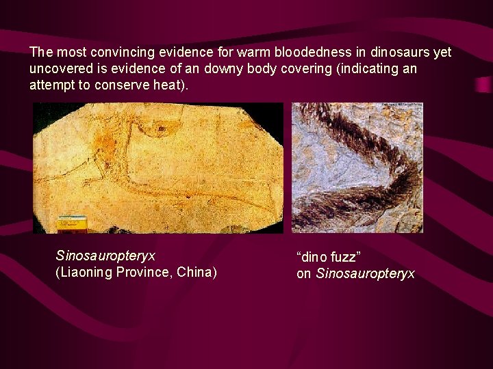 The most convincing evidence for warm bloodedness in dinosaurs yet uncovered is evidence of