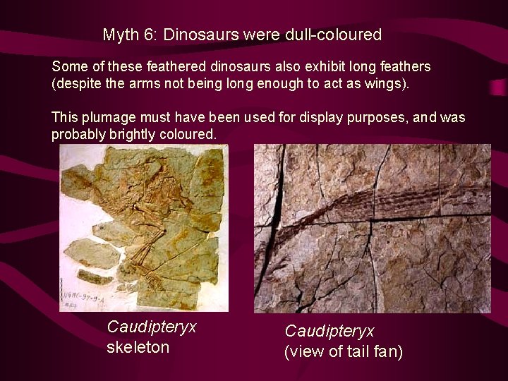 Myth 6: Dinosaurs were dull-coloured Some of these feathered dinosaurs also exhibit long feathers