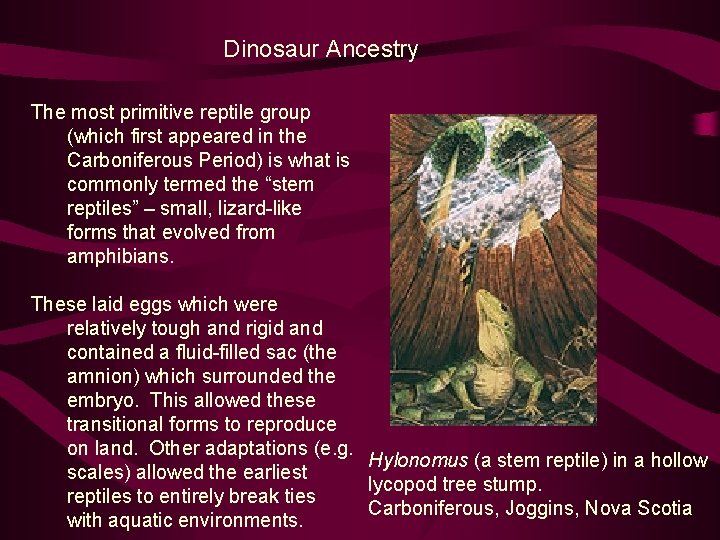 Dinosaur Ancestry The most primitive reptile group (which first appeared in the Carboniferous Period)