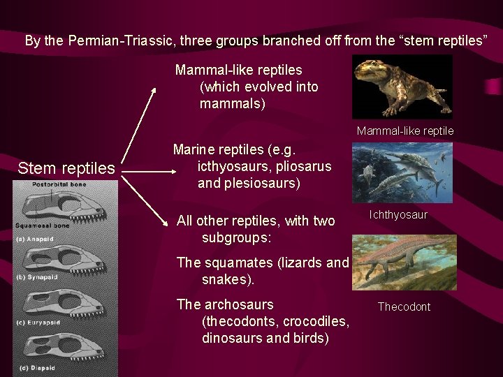 By the Permian-Triassic, three groups branched off from the “stem reptiles” Mammal-like reptiles (which