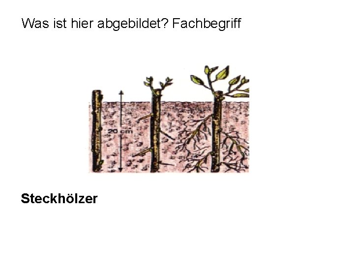 Was ist hier abgebildet? Fachbegriff Steckhölzer 