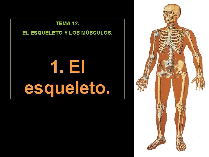 TEMA 12. EL ESQUELETO Y LOS MÚSCULOS. 1. El esqueleto. 