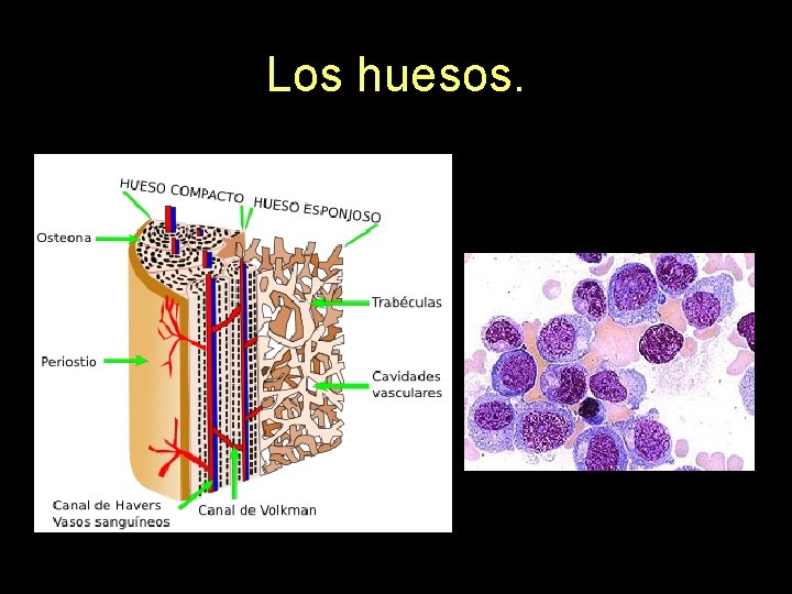 Los huesos. 