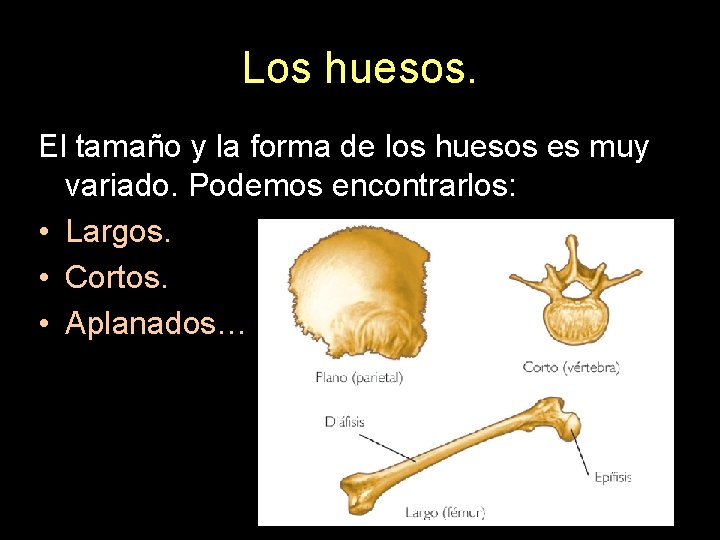 Los huesos. El tamaño y la forma de los huesos es muy variado. Podemos