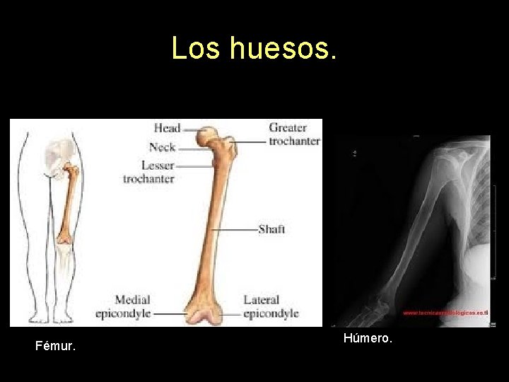 Los huesos. Fémur. Húmero. 