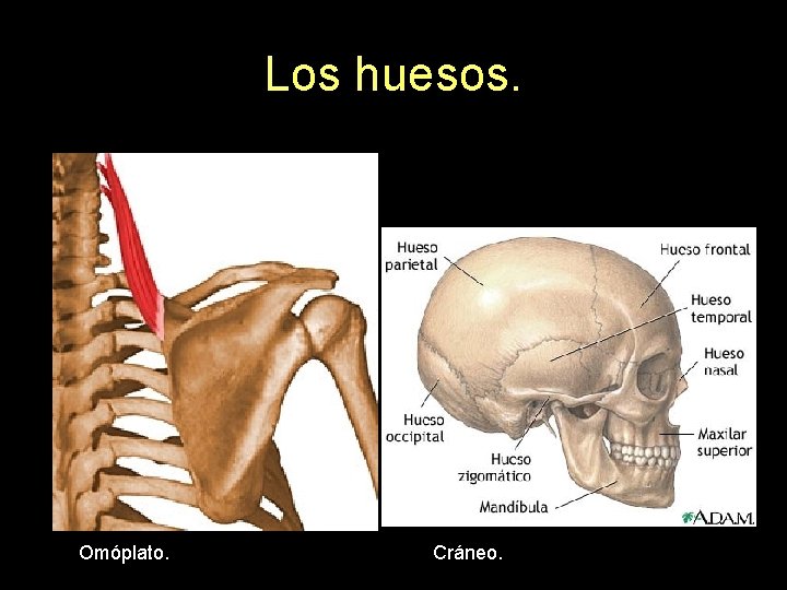 Los huesos. Omóplato. Cráneo. 