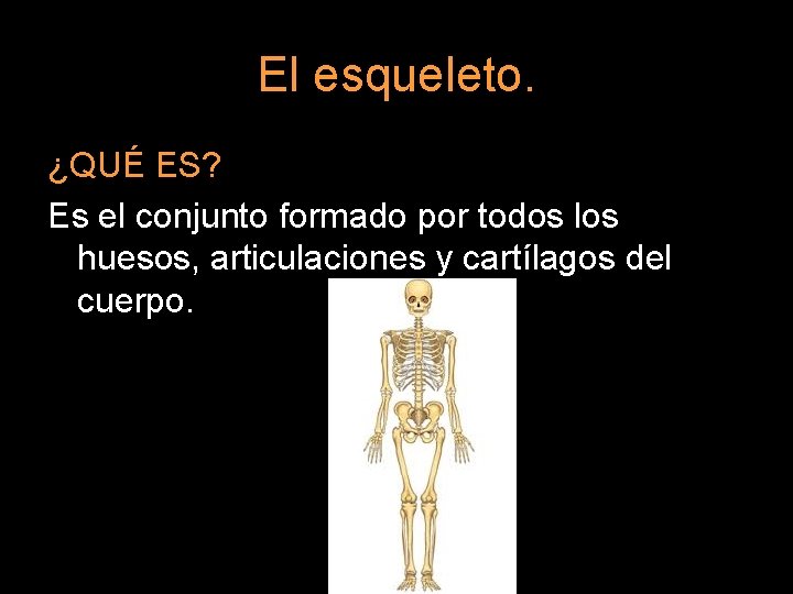 El esqueleto. ¿QUÉ ES? Es el conjunto formado por todos los huesos, articulaciones y