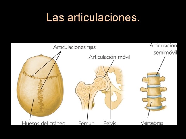 Las articulaciones. 