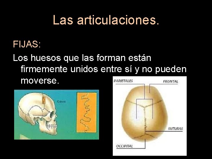 Las articulaciones. FIJAS: Los huesos que las forman están firmemente unidos entre sí y