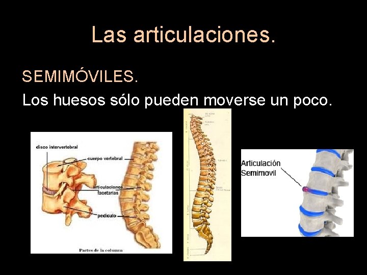 Las articulaciones. SEMIMÓVILES. Los huesos sólo pueden moverse un poco. 