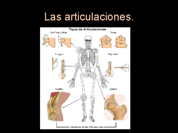 Las articulaciones. 