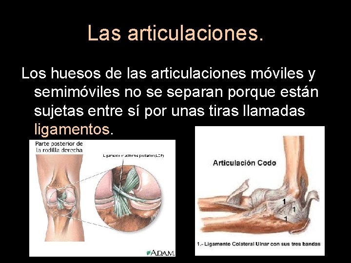 Las articulaciones. Los huesos de las articulaciones móviles y semimóviles no se separan porque