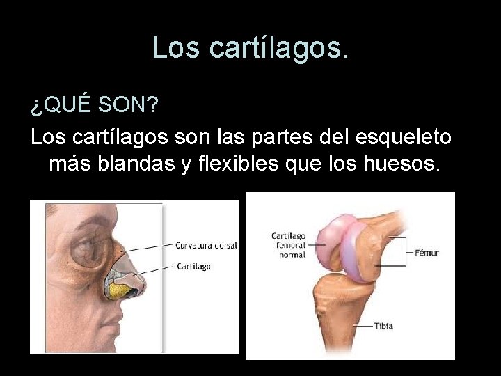 Los cartílagos. ¿QUÉ SON? Los cartílagos son las partes del esqueleto más blandas y