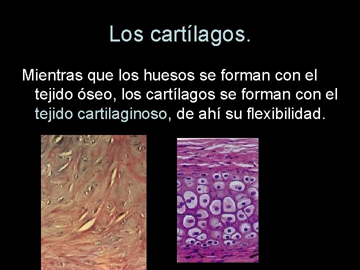 Los cartílagos. Mientras que los huesos se forman con el tejido óseo, los cartílagos