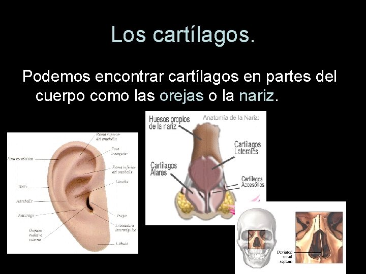 Los cartílagos. Podemos encontrar cartílagos en partes del cuerpo como las orejas o la