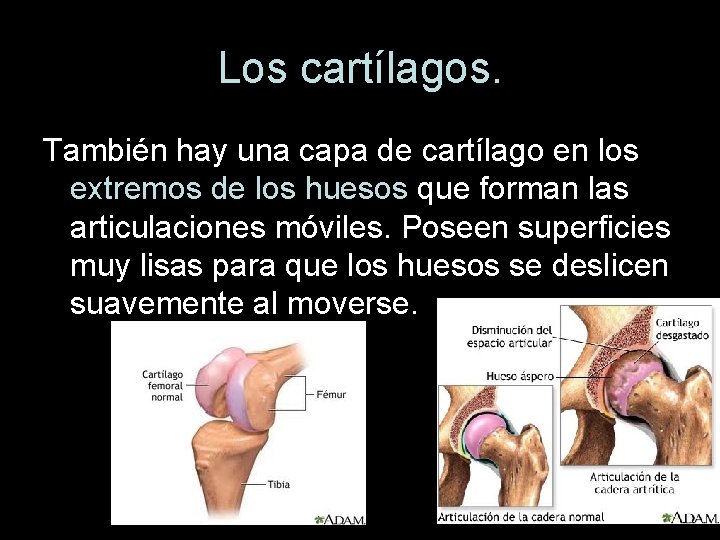 Los cartílagos. También hay una capa de cartílago en los extremos de los huesos