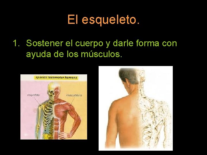 El esqueleto. 1. Sostener el cuerpo y darle forma con ayuda de los músculos.