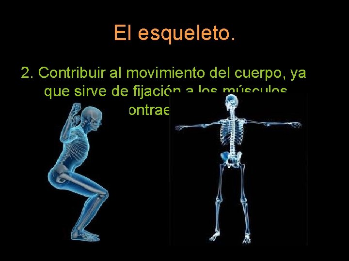 El esqueleto. 2. Contribuir al movimiento del cuerpo, ya que sirve de fijación a