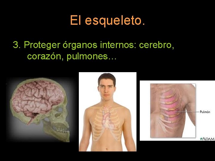 El esqueleto. 3. Proteger órganos internos: cerebro, corazón, pulmones… 