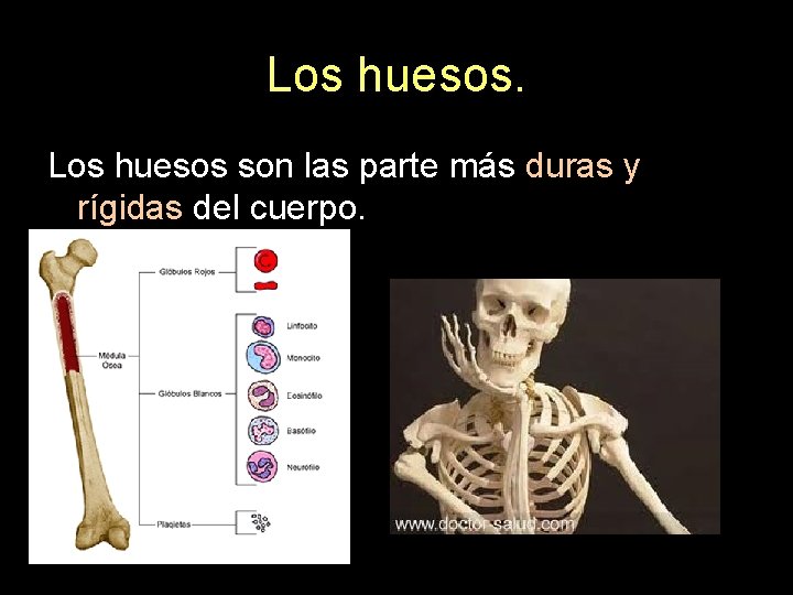 Los huesos son las parte más duras y rígidas del cuerpo. 