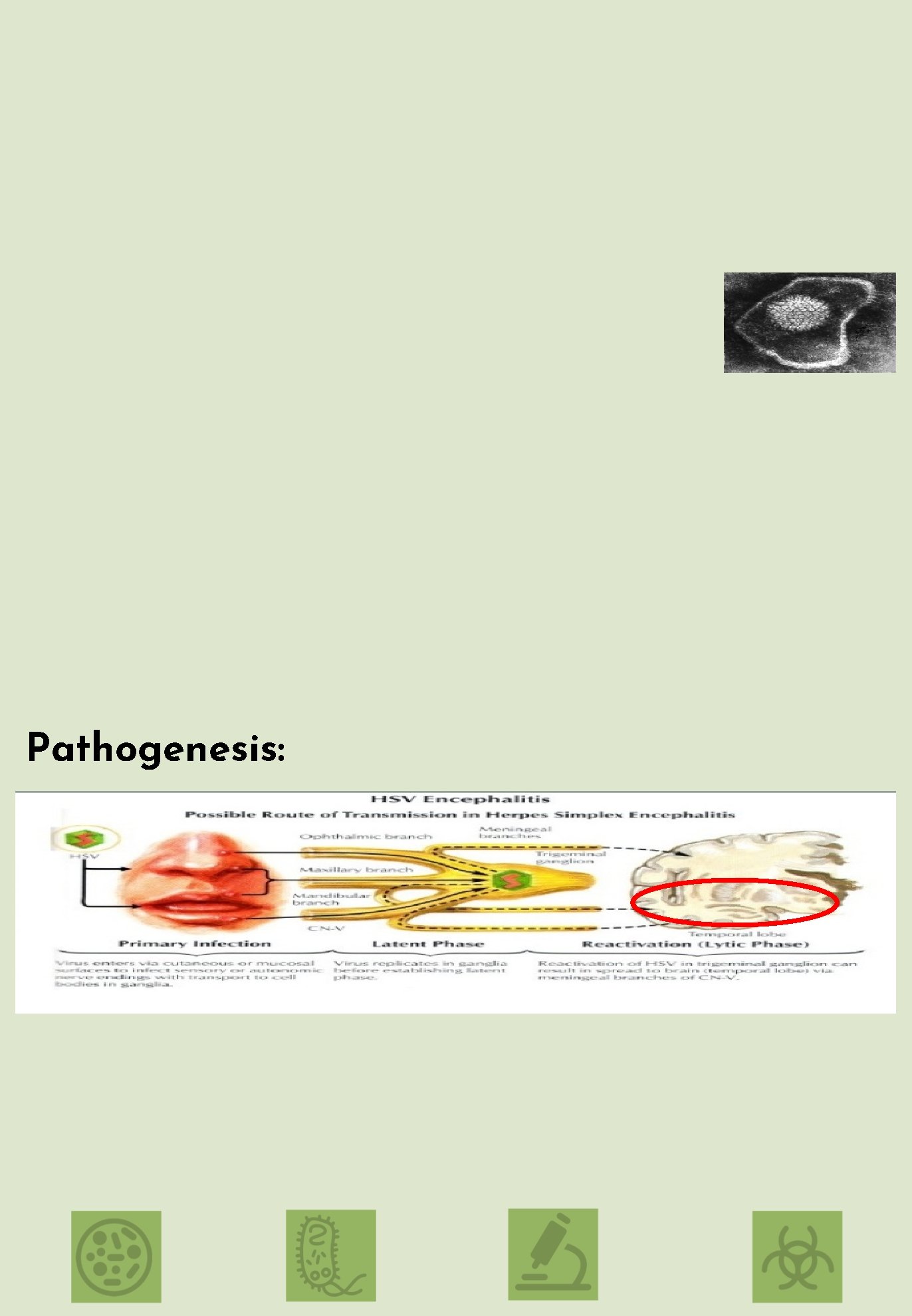 Pathogenesis: 