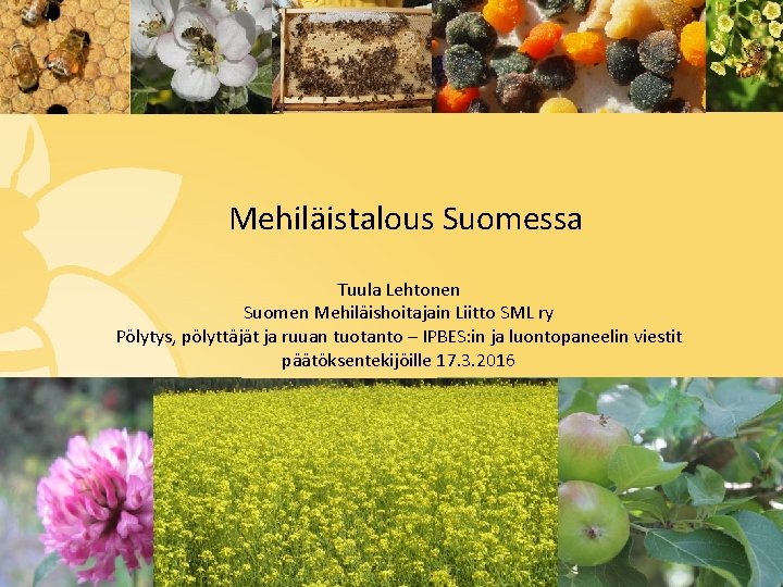 Mehiläistalous Suomessa Tuula Lehtonen Suomen Mehiläishoitajain Liitto SML ry Pölytys, pölyttäjät ja ruuan tuotanto