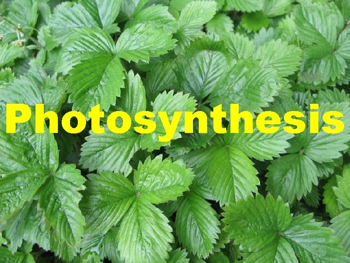 Photosynthesis Photosynthesis