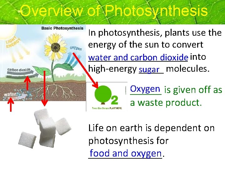 Overview of Photosynthesis In photosynthesis, plants use the energy of the sun to convert Overview of Photosynthesis In photosynthesis, plants use the energy of the sun to convert