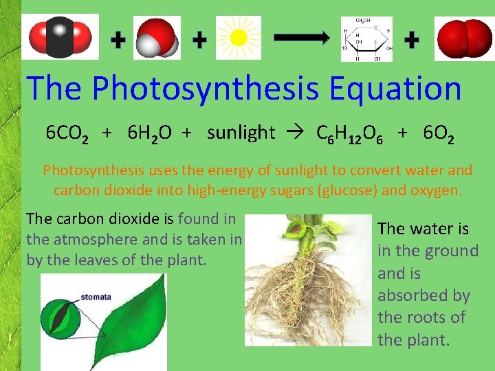 The Photosynthesis Equation 6 CO 2 + 6 H 2 O + sunlight The Photosynthesis Equation 6 CO 2 + 6 H 2 O + sunlight
