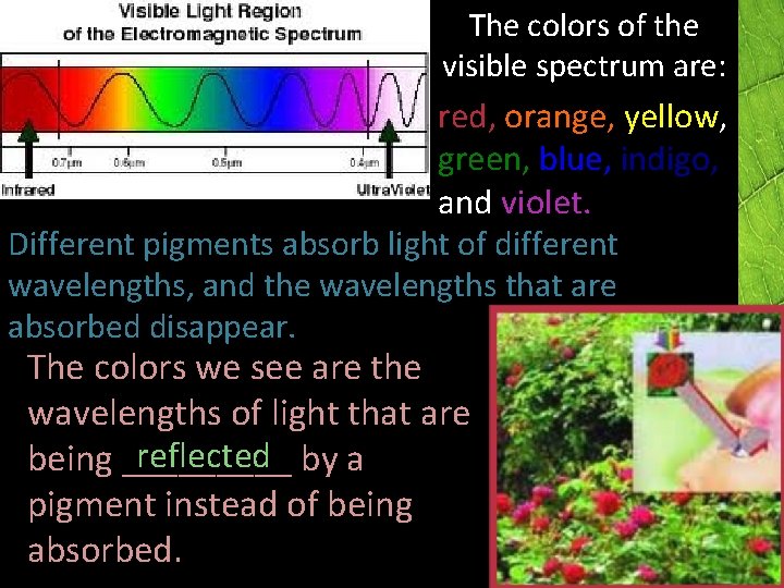 The colors of the visible spectrum are: red, orange, yellow, green, blue, indigo, and The colors of the visible spectrum are: red, orange, yellow, green, blue, indigo, and