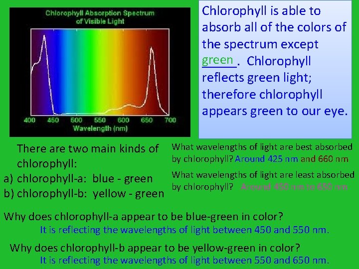 Chlorophyll is able to absorb all of the colors of the spectrum except green Chlorophyll is able to absorb all of the colors of the spectrum except green