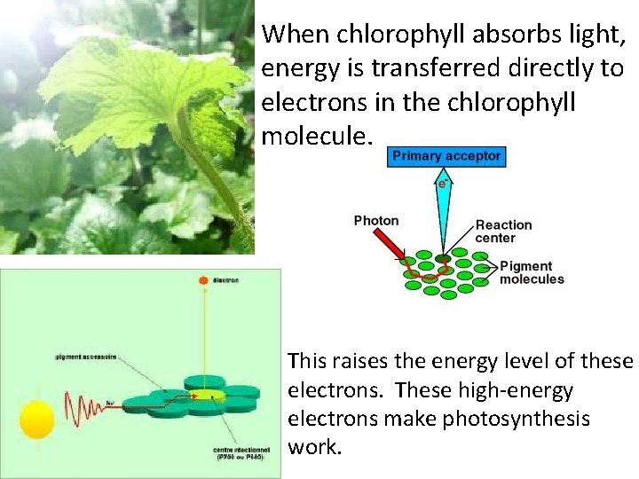 When chlorophyll absorbs light, energy is transferred directly to electrons in the chlorophyll molecule. When chlorophyll absorbs light, energy is transferred directly to electrons in the chlorophyll molecule.