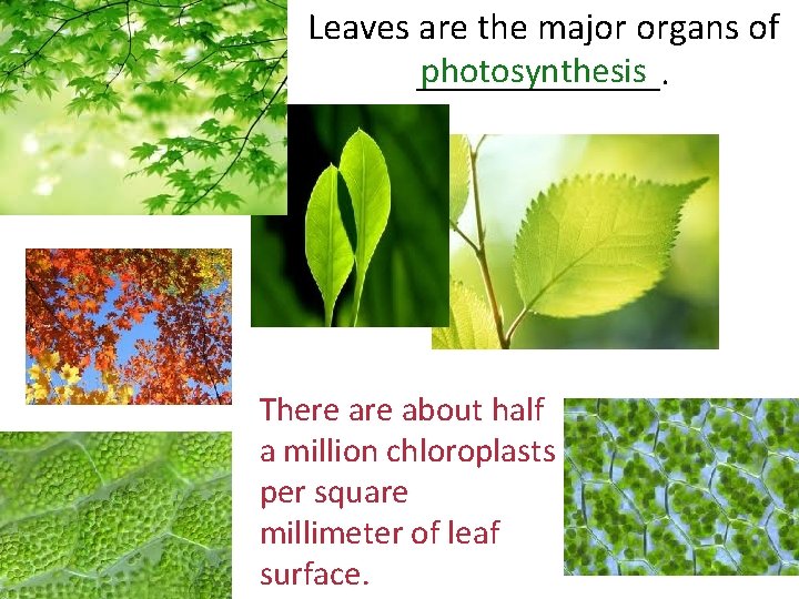 Leaves are the major organs of photosynthesis _______. There about half a million chloroplasts Leaves are the major organs of photosynthesis _______. There about half a million chloroplasts