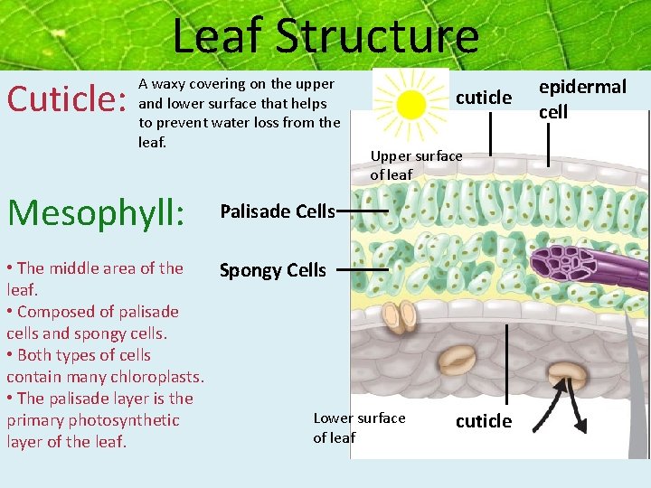 Leaf Structure Cuticle: A waxy covering on the upper and lower surface that helps Leaf Structure Cuticle: A waxy covering on the upper and lower surface that helps