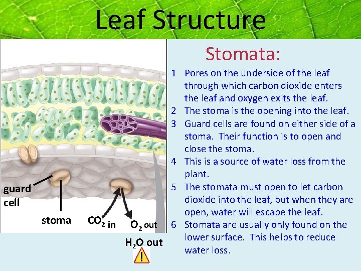 Leaf Structure Stomata: guard cell stoma 1 Pores on the underside of the leaf Leaf Structure Stomata: guard cell stoma 1 Pores on the underside of the leaf