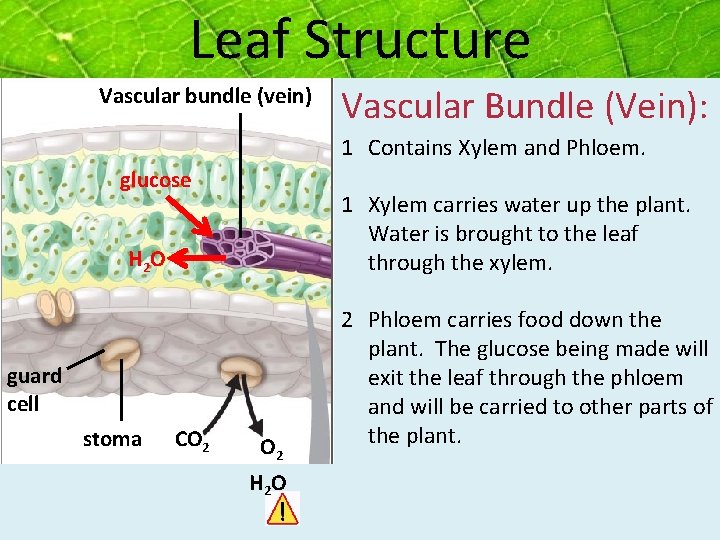 Leaf Structure Vascular bundle (vein) Vascular Bundle (Vein): 1 Contains Xylem and Phloem. glucose Leaf Structure Vascular bundle (vein) Vascular Bundle (Vein): 1 Contains Xylem and Phloem. glucose
