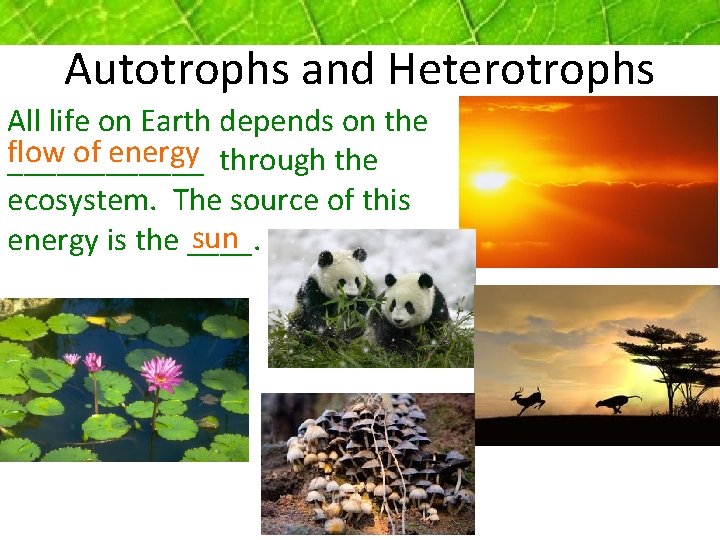 Autotrophs and Heterotrophs All life on Earth depends on the flow of energy ______ Autotrophs and Heterotrophs All life on Earth depends on the flow of energy ______