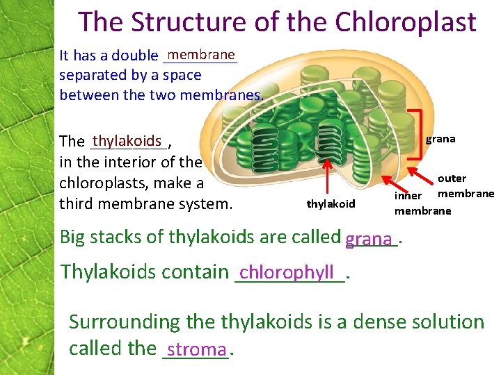 The Structure of the Chloroplast membrane It has a double _____ separated by a The Structure of the Chloroplast membrane It has a double _____ separated by a