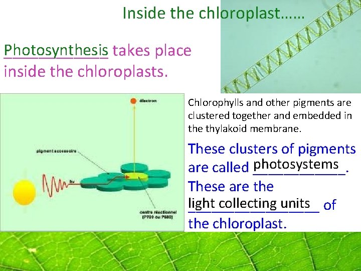 Inside the chloroplast…… Photosynthesis ______ takes place inside the chloroplasts. Chlorophylls and other pigments Inside the chloroplast…… Photosynthesis ______ takes place inside the chloroplasts. Chlorophylls and other pigments