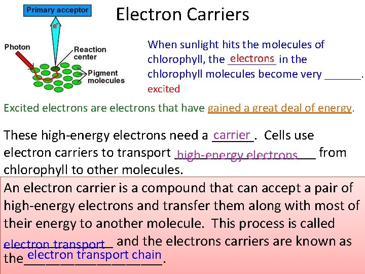 Electron Carriers When sunlight hits the molecules of electrons chlorophyll, the ____ in the Electron Carriers When sunlight hits the molecules of electrons chlorophyll, the ____ in the